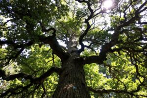 Quels sont les inconvénients du cyprès ?