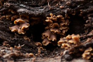 Mérule sur bois de chauffage : Causes et solutions