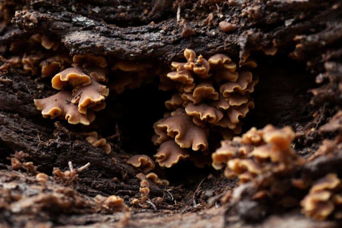 Mérule sur bois de chauffage : Causes et solutions