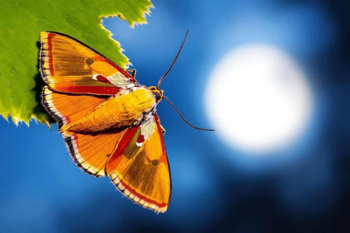 Est-ce que les papillons de nuit piquent ?