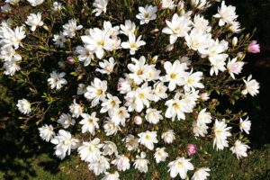 Quand et comment tailler un magnolia ?