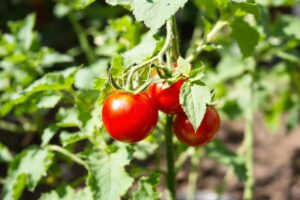 Quand planter les tomates ?