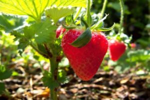 Quand planter un fraisier : Les meilleures périodes