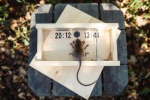 Comment fabriquer un piège à souris maison ?