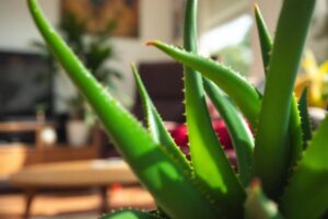 Où placer un Aloe vera dans la maison ?
