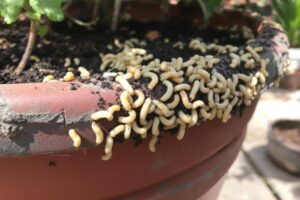 Gros vers blancs dans les pots de fleurs : Causes et solutions