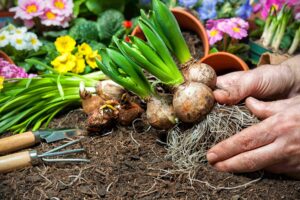 bulbes de fleurs, quand et comment les planter pour une floraison réussie
