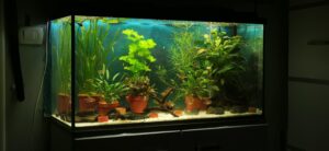 que peut on mettre dans un aquarium de 200 l