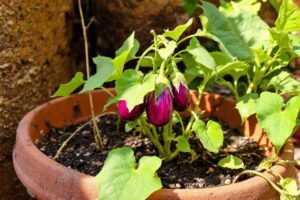 Peut-on garder un pied d'aubergine d'une année sur l'autre ?