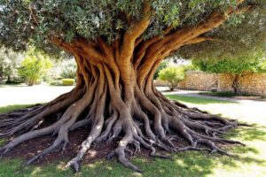Peut-on couper les racines d'un olivier ?