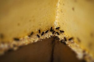 Petits insectes noirs dans la maison : comment les identifier et s’en débarrasser ?