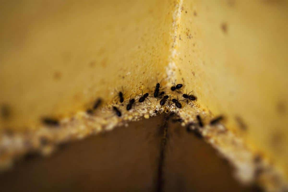 Petits insectes noirs dans la maison : comment les identifier et s’en débarrasser ?