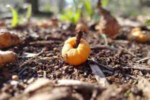 Comment reconnaître une crotte de sanglier ?