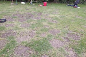 Quels sont les inconvénients du gazon anglais ?