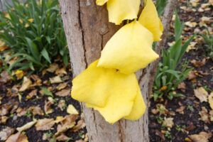 Quels sont les inconvénients du tulipier de Virginie ?