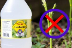 Vinaigre blanc désherbant interdit : ce que dit la loi