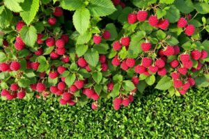 Que mettre au pied des framboisiers ?