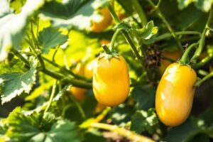 Combien de butternut par pied ?