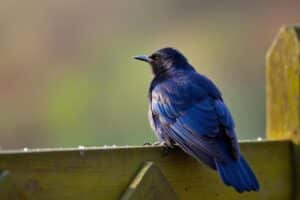 Quelle est la signification d’un merle dans mon jardin ?