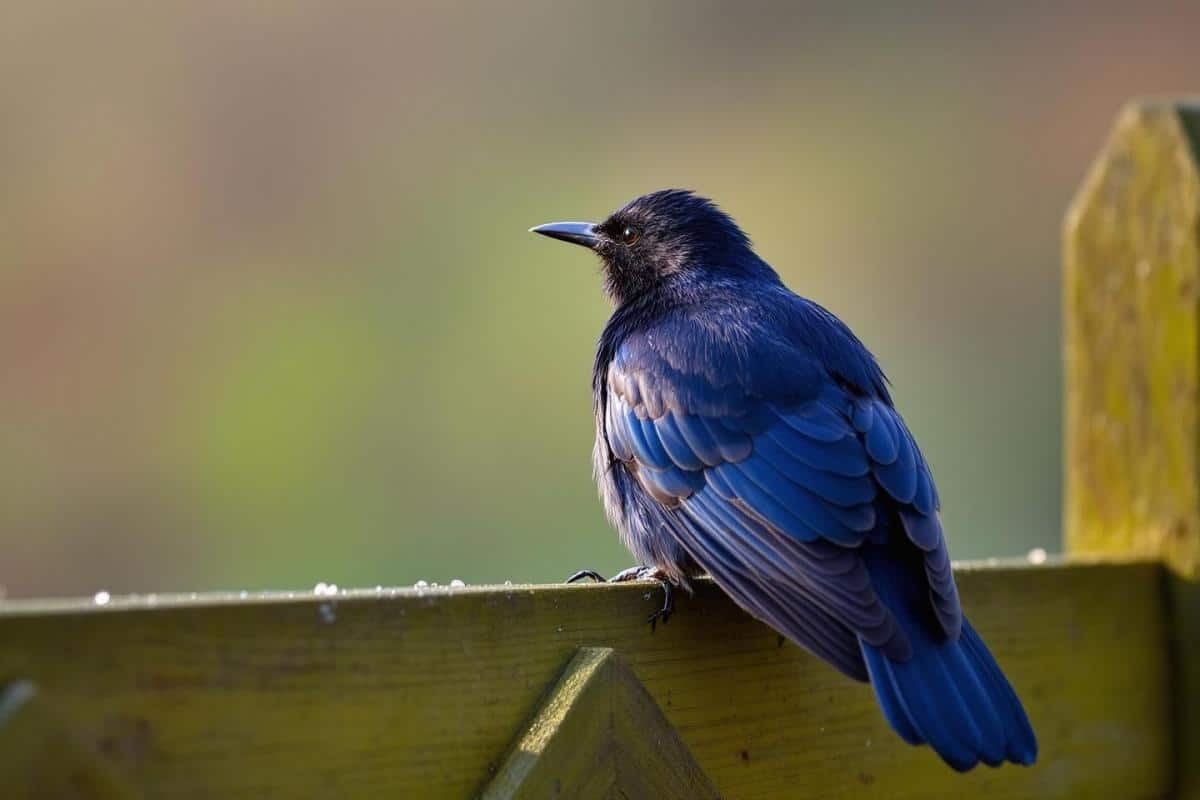 Quelle est la signification d’un merle dans mon jardin ?