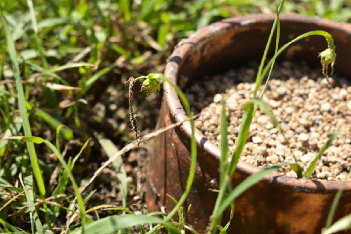 Comment utiliser le sulfate de cuivre comme désherbant ?