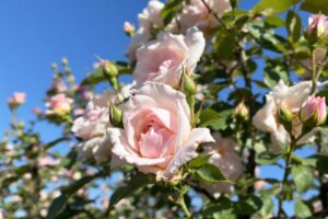 Peut-on tailler un rosier très court ?