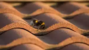 Nid de bourdon sous toiture : 3 solutions sécuritaires